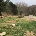 Pine trees cut down