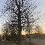 Tree before trim