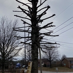 Tree after trim