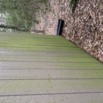 Hear you see the side of a house covered in green