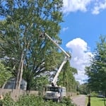 Tree work