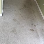 Pet Stains