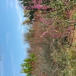 native pollinator plantings