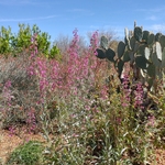 Native plant landscaping