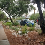 water harvesting basins, rockwork, retaining wall