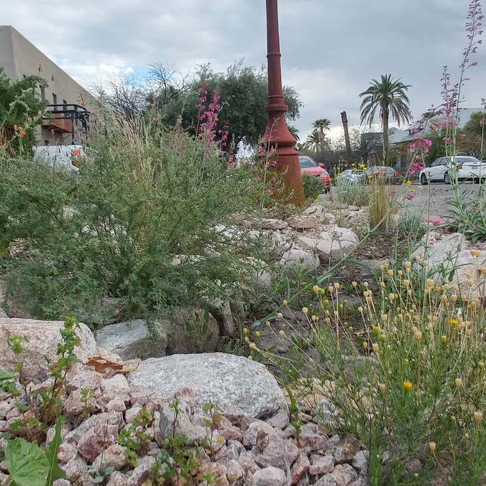 water harvesting, native plants, landscaping, rock