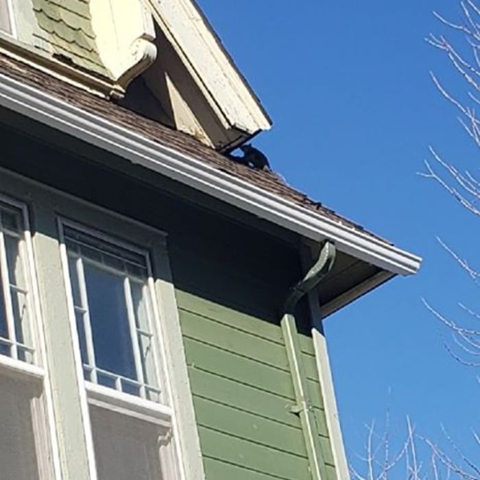 Sneaky Squirrel