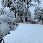 Wood Fence