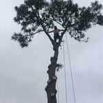 Beautiful cuts before take down