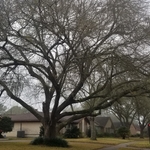 Ash tree