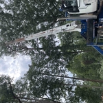 Removing a dangerous pine