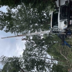 Removing a dangerous pine