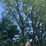 Storm Damage