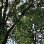 Pruning