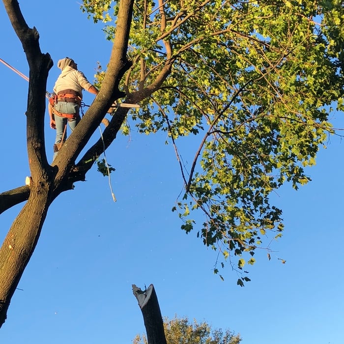 Maple Removal