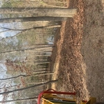 Tree work