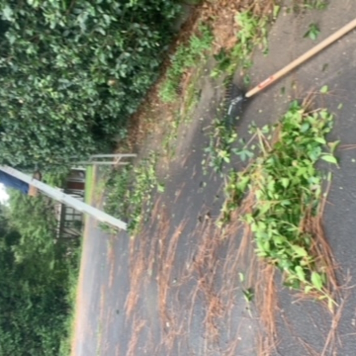 Trimming bushes