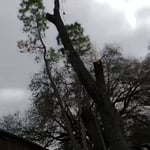 Tree Removal