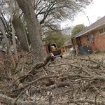 Tree Removal