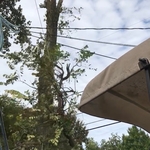 Tree Removal