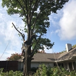 Tree Removal