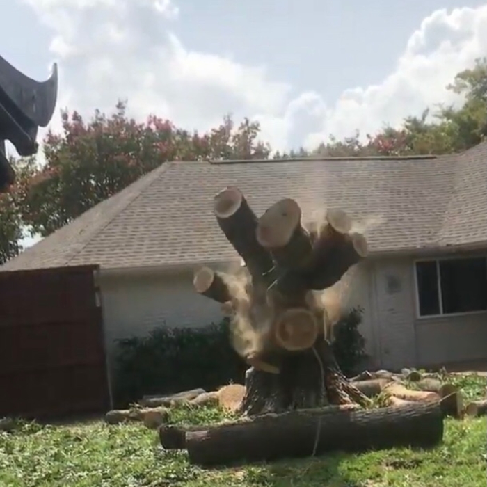 Tree Removal