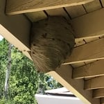 stinging insect
