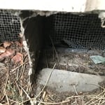 rat and mouse