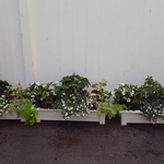 Summer Pots