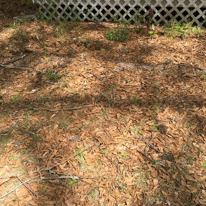 Yard Cleanup