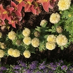 Flower Fertilization Care