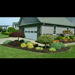 shrub and mulch
