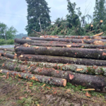 log pile