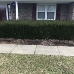Overgrown Shrub