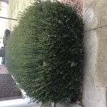 Overgrown Shrub