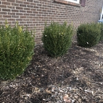 Overgrown Shrub