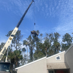 Tree Solutions Florida