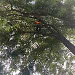 Tree Solutions Florida