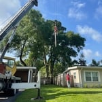 Tree Removal