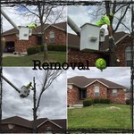 Sugar Maple removal