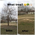 Ailanthus Removal