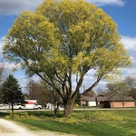 Willow Tree