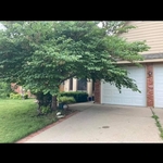 Major Pruning/Trimming
