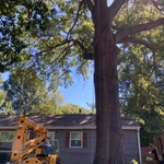 Tall Oak