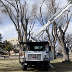 Tree trimming
