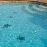COSTOM POOL