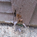 Siding Damage