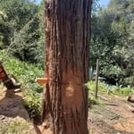 Tree Removal