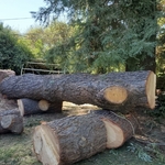 Tree Removal
