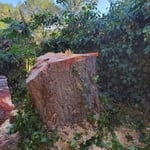 Tree Removal